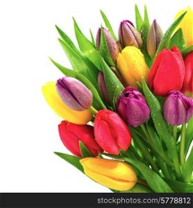 fresh spring tulip flowers with water drops on white background