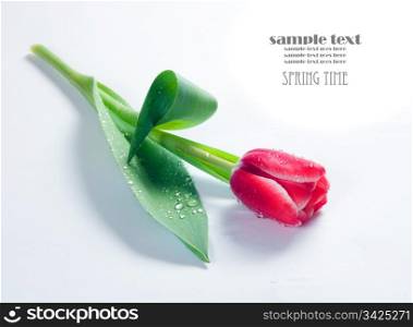Fresh spring tulip with water droplets on white background
