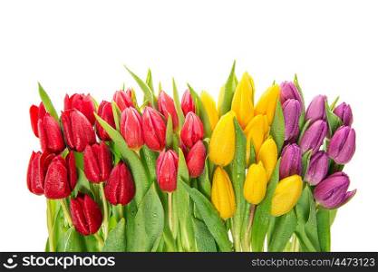 Fresh spring tulips. Colorful flowers with water drops isolated on white background