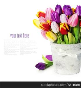 fresh spring tulips on white background (with sample text)