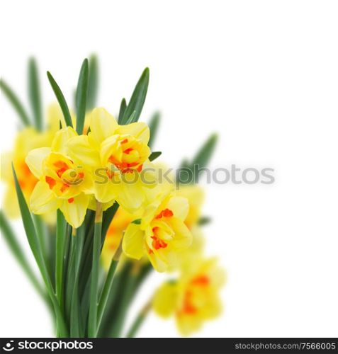 fresh spring yellow narcissus isolated on white background. spring narcissus