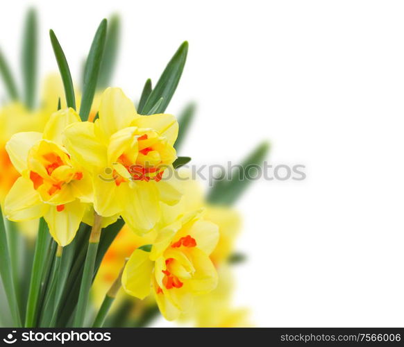 fresh spring yellow narcissus isolated on white background. spring narcissus