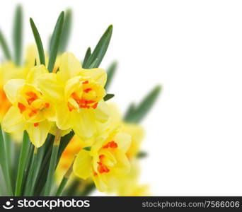 fresh spring yellow narcissus isolated on white background. spring narcissus