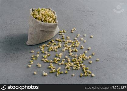 Fresh sprouted mung beans in canvas sack and spread on grey surface. Green organic gram for your healthy eating. Raw Chickasano pea