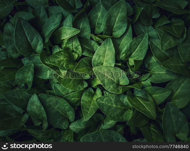 Fresh sprouts, green leaves texture of bindweed plants. Wild herb, natural vegetation close up background