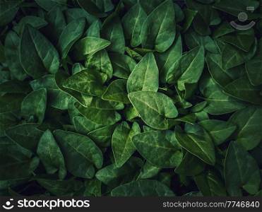 Fresh sprouts, green leaves texture of bindweed plants. Wild herb, natural vegetation close up background