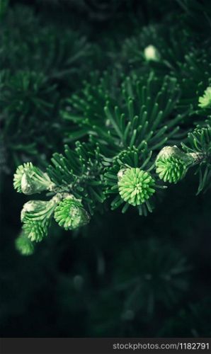 Fresh sprouts of Korean Fir close-up - green coniferous background with copy space for digital wallpaper or print and web design. Selective focus, blurred vignette.