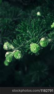 Fresh sprouts of Korean Fir close-up - green coniferous background with copy space for digital wallpaper or print and web design. Selective focus, blurred vignette.