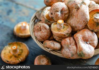 Fresh Spruce Milkcap mushrooms in wicker basket