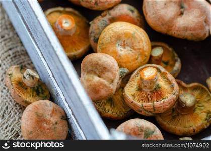 Fresh Spruce Milkcap mushrooms in wooden basket
