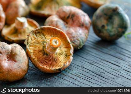 Fresh Spruce Milkcap mushrooms on wooden table