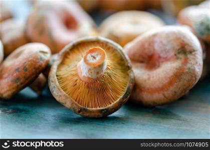 Fresh Spruce Milkcap mushrooms on wooden table