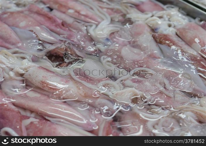 fresh squid. Fresh Group of Squid in The Local Market