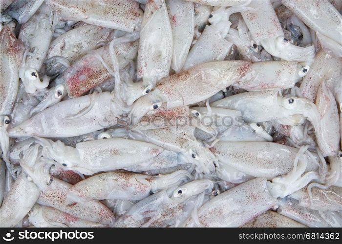 Fresh squid in the market (Dong Hoi, Vietnam)