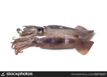fresh squid isolated on white