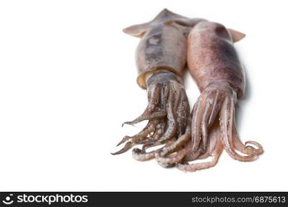 fresh squid isolated on white