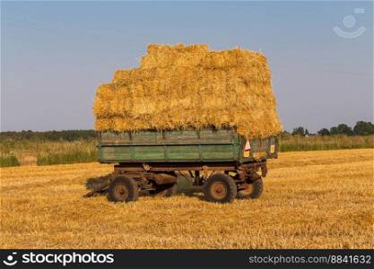 Fresh straw hay bales on a trailer in a field