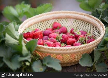 fresh strawberries on strawberrie field