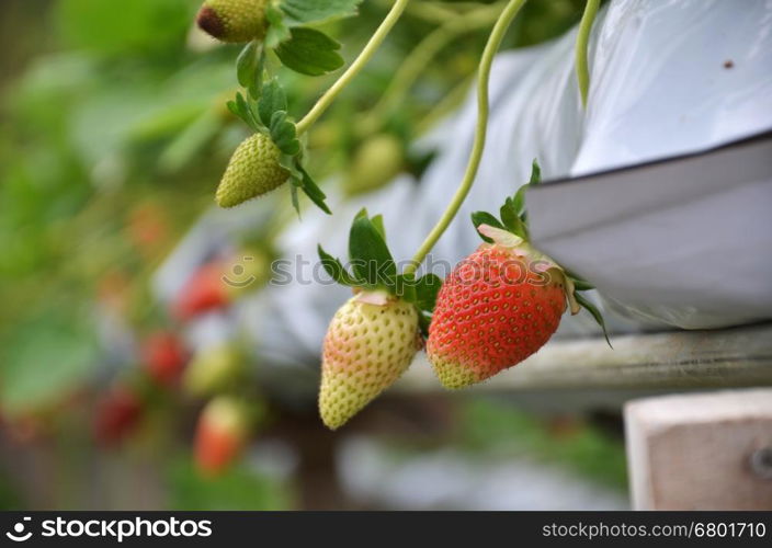 Fresh strawberries that are grown in greenhouses in Cameron Highland, Malaysia