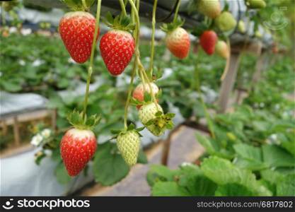 Fresh strawberries that are grown in greenhouses in Cameron Highland, Malaysia
