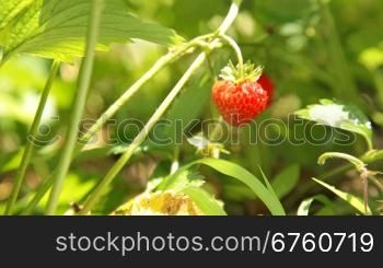 Fresh strawberry closeup
