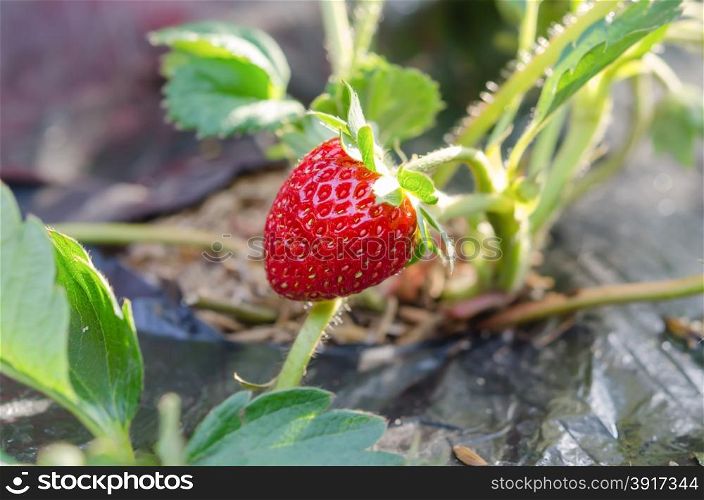 fresh Strawberry. fresh Strawberry plants already ripe to harvest