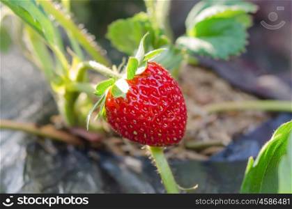 fresh Strawberry. fresh Strawberry plants already ripe to harvest