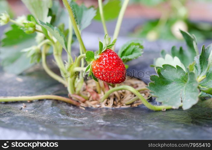 fresh Strawberry. fresh Strawberry plants already ripe to harvest