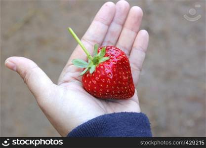 fresh strawberry from organic farm in woman hand