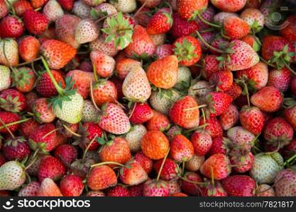 Fresh Strawberry - full frame