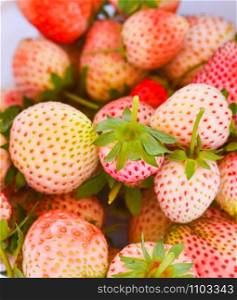 Fresh strawberry harvest from strawberries farm organic fruit