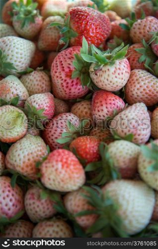 Fresh Strawberrys at Doi ang-Khang