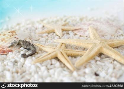 fresh summer beach background with stones, shells, and stars
