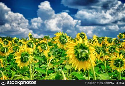 Fresh sunflower field, beautiful big yellow flowers, beautiful nature of Europe, cultivated land of Tuscany, food industry concept
