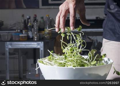 Fresh sunflower sprouts with male hand