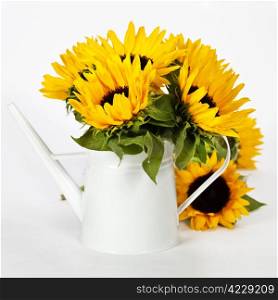 Fresh sunflowers in white watering can