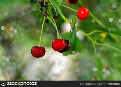 Fresh, sweet and juicily cherries on tree.