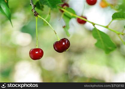 Fresh, sweet and juicily cherries on tree.