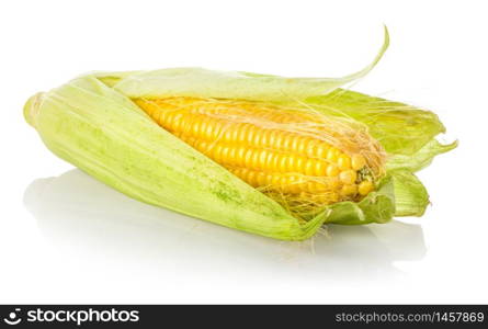 Fresh sweet corn isolated on a white background. Fresh sweet corn