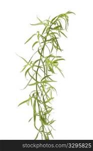 Fresh Tarragon branch and leaves on white background