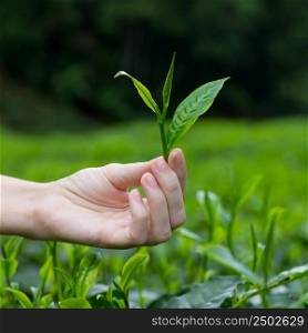 Fresh tea leaf with bud in fingers over tea bushes on plantation