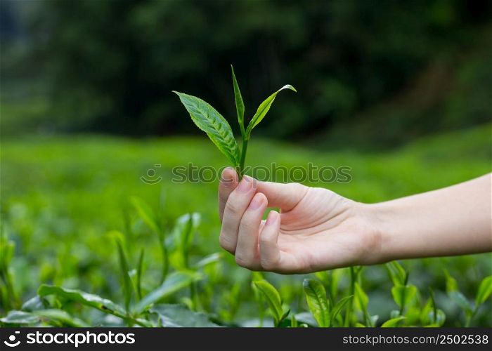 Fresh tea leaves in fingers over tea bushes on plantation