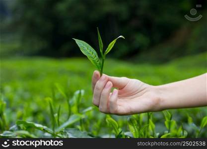 Fresh tea leaves in fingers over tea bushes on plantation