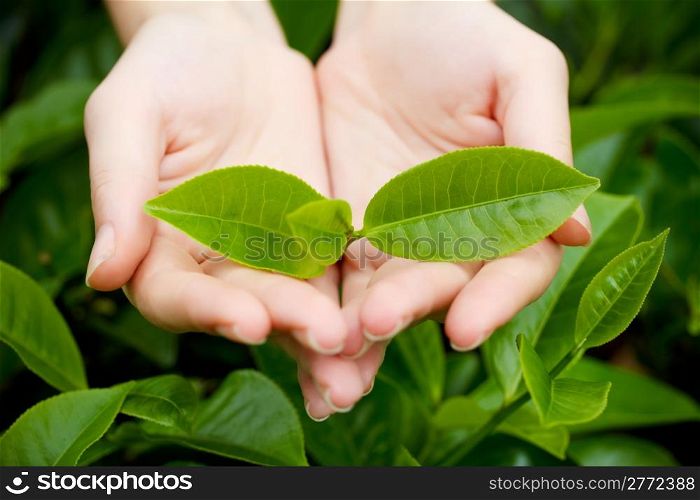 Fresh tea leaves in hands over tea bush on plantation