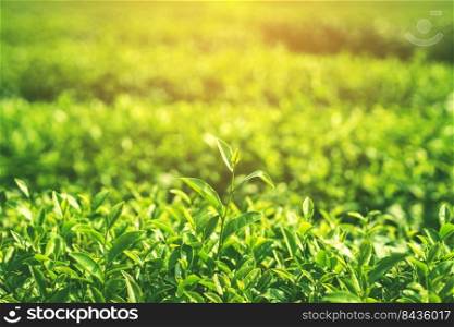 Fresh tea leaves in morning with sunlight
