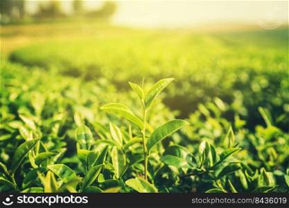 Fresh tea leaves in morning with sunlight