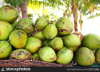 Fresh tender coconuts green mound Caribbean Mexico tropical beverage