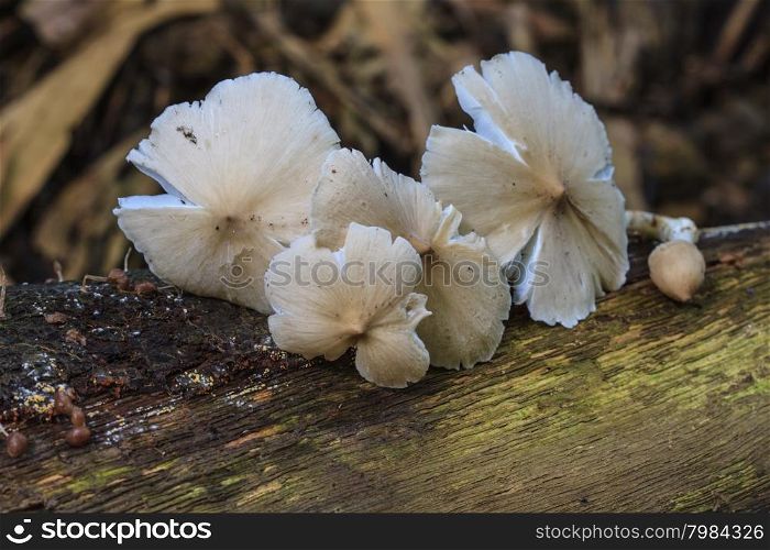 fresh termite mushroom on timber in tropical forest