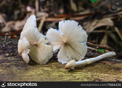 fresh termite mushroom on timber in tropical forest