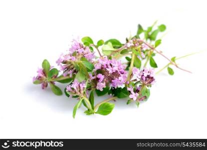 fresh thyme herb flowers isolated on white
